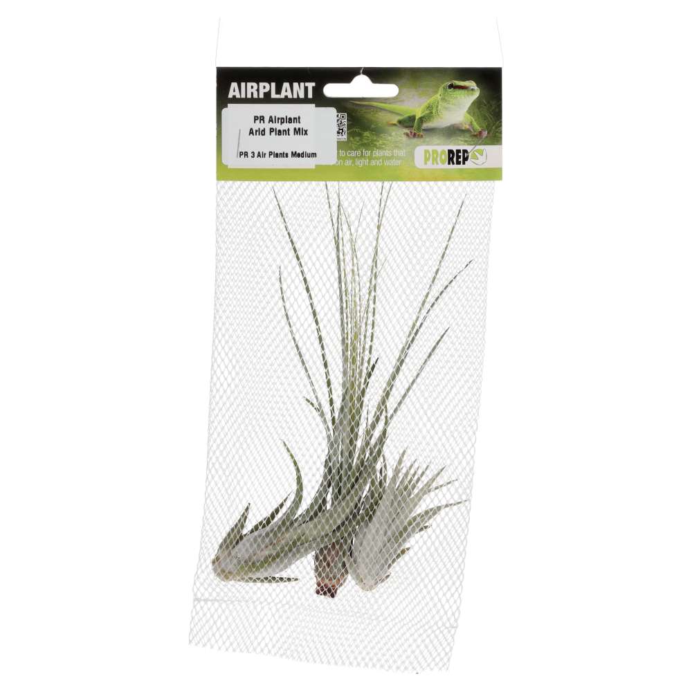 Airplant Arid Plant Mix - 3 Assorted Plants