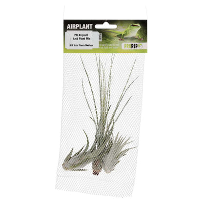 Airplant Arid Plant Mix - 3 Assorted Plants