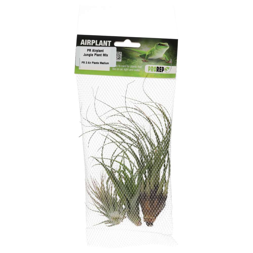 Airplant Jungle Plant Mix - 3 Assorted Plants