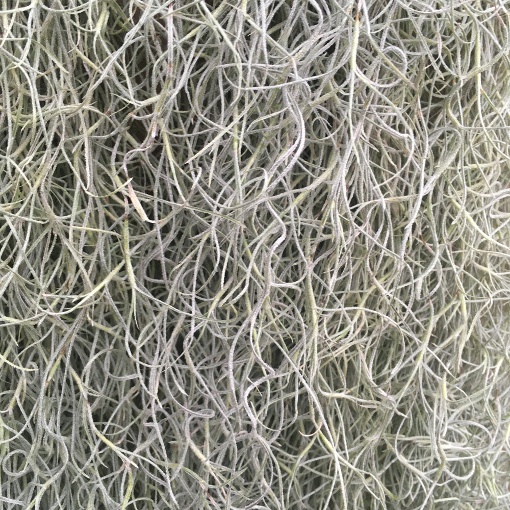 ProRep Air Plant Tillandsia on Cork Bark