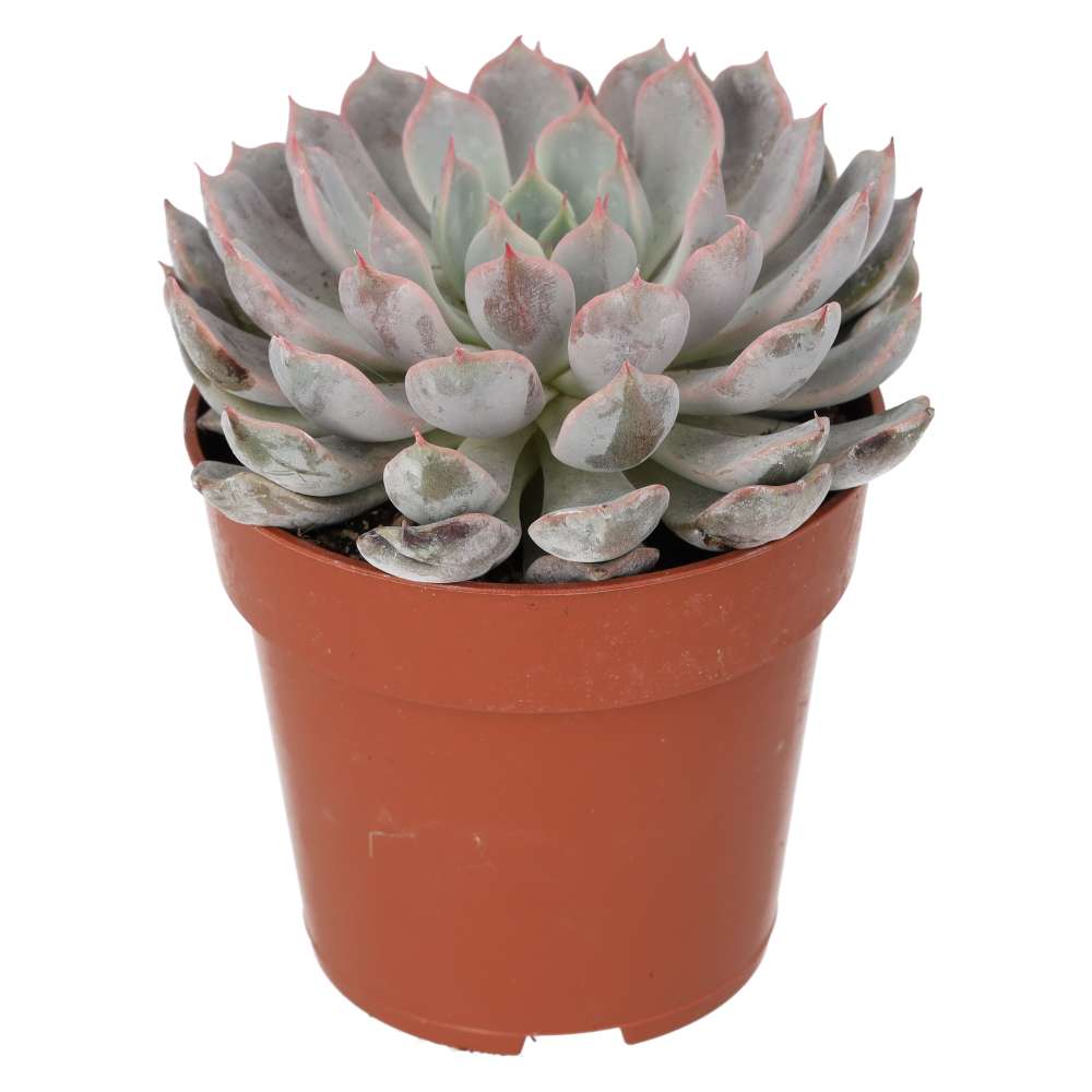 Mexican Fire Cracker (Echeveria setosa)