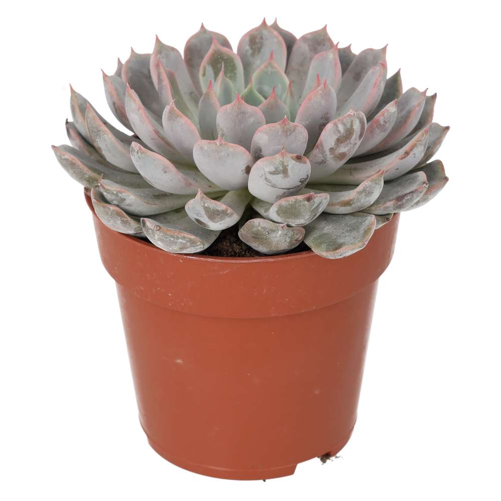 Mexican Fire Cracker (Echeveria setosa)