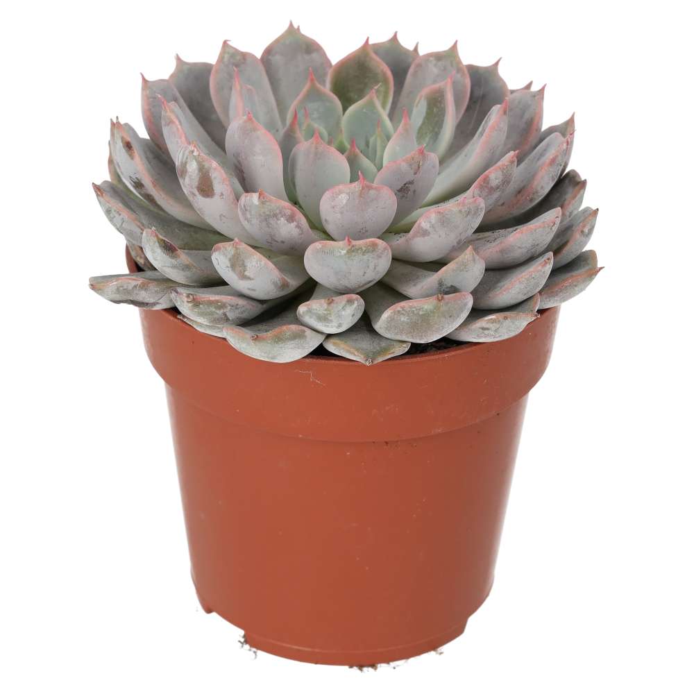 Mexican Fire Cracker (Echeveria setosa)
