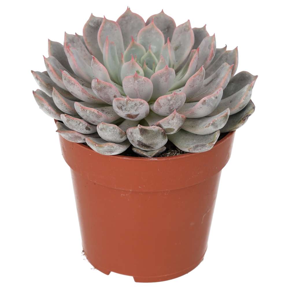 Mexican Fire Cracker (Echeveria setosa)