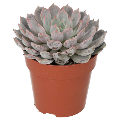 Mexican Fire Cracker (Echeveria setosa)