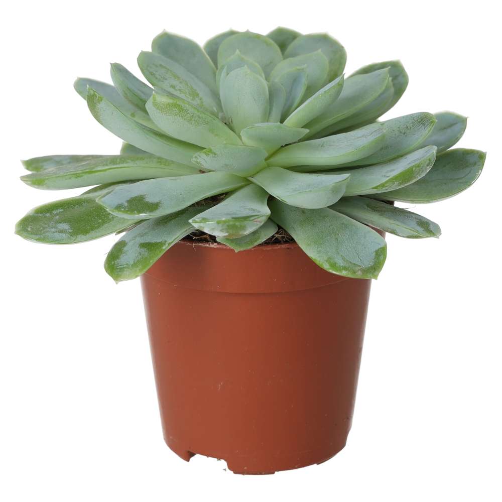Molded Wax Agave (Echeveria agavoides)