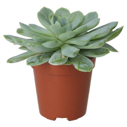 Molded Wax Agave (Echeveria agavoides)