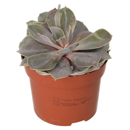 Echeveria 'Perle von Nurnberg'
