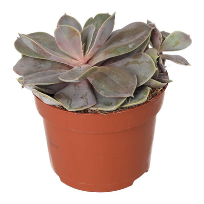 Echeveria 'Perle von Nurnberg'