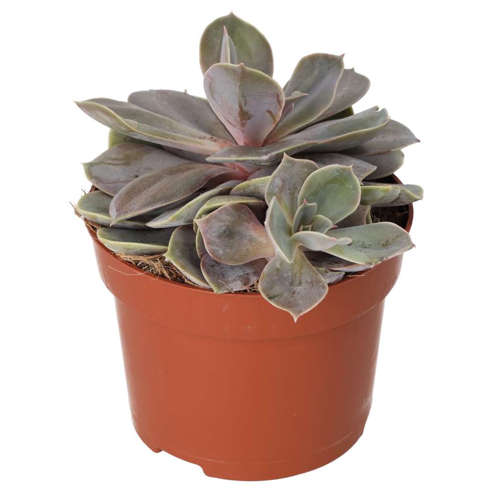 Echeveria 'Perle von Nurnberg'