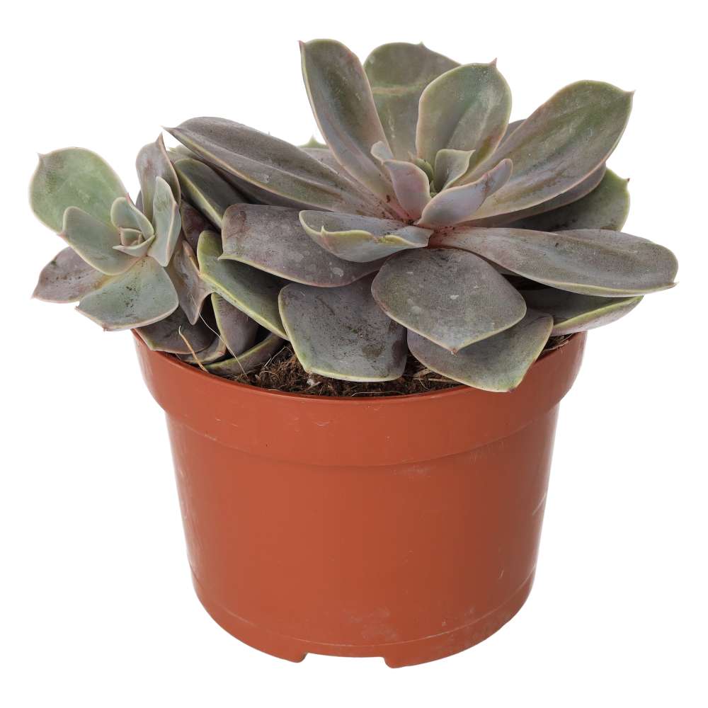 Echeveria 'Perle von Nurnberg'