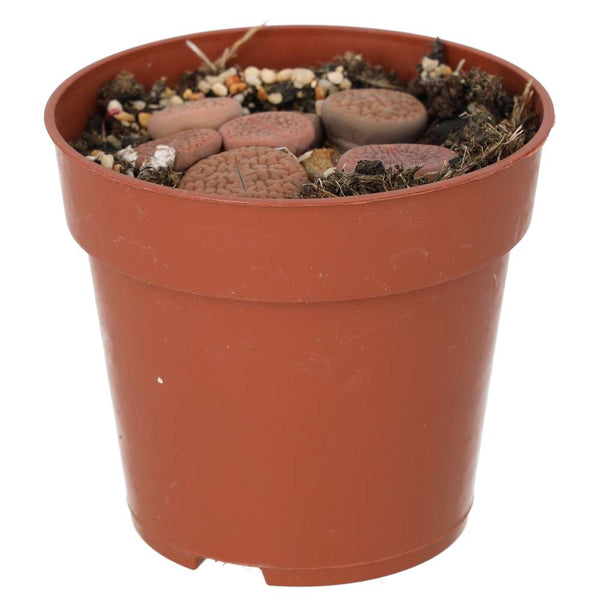 Living Stones (Lithops sp.)