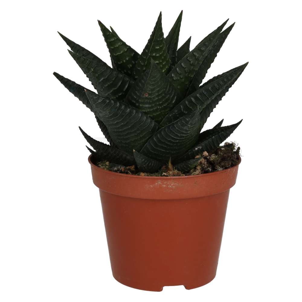 Fairy Washboard (Haworthiopsis limifolia)