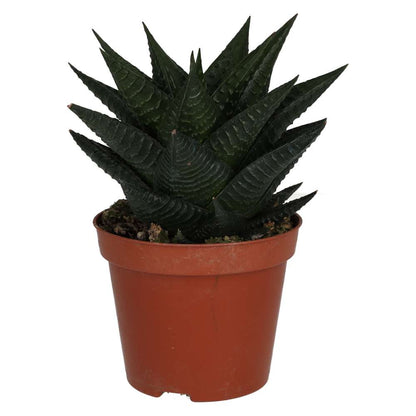 Fairy Washboard (Haworthiopsis limifolia)