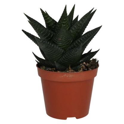 Fairy Washboard (Haworthiopsis limifolia)