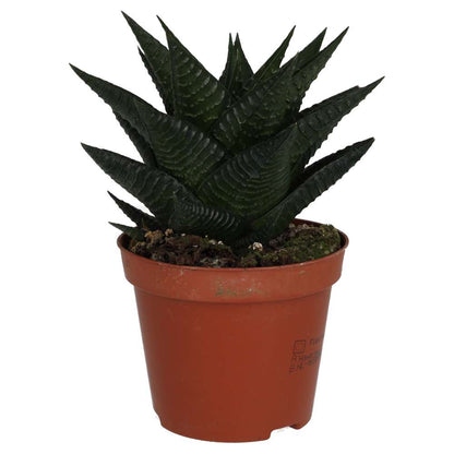 Fairy Washboard (Haworthiopsis limifolia)