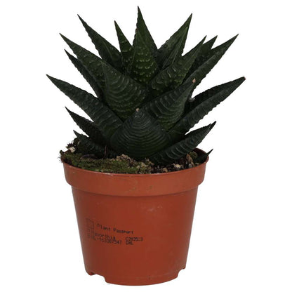 Fairy Washboard (Haworthiopsis limifolia)