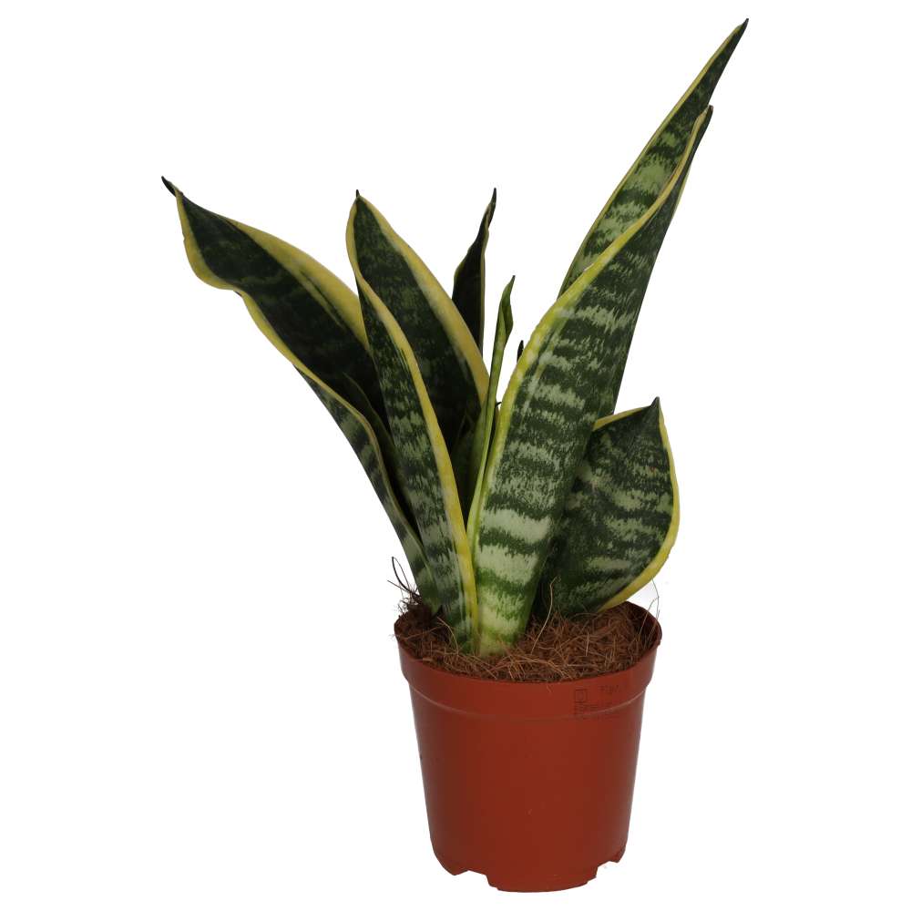 Mother-in-law's Tongue (Sansevieria trifasciata)