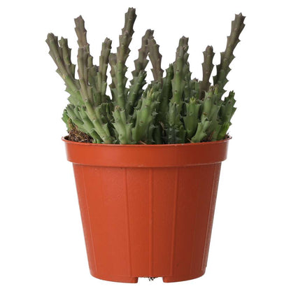 ProRep Live plant Star Flower Succulent