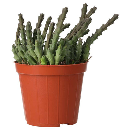 ProRep Live plant Star Flower Succulent