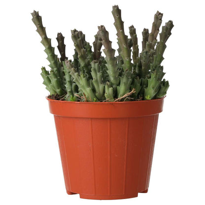 ProRep Live plant Star Flower Succulent