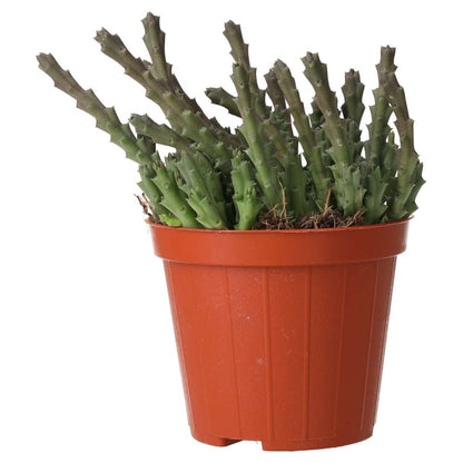 ProRep Live plant Star Flower Succulent