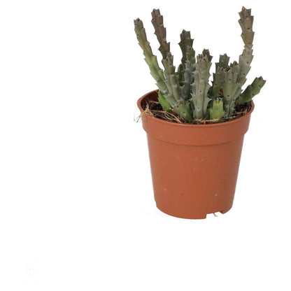 ProRep Live plant Star Flower Succulent