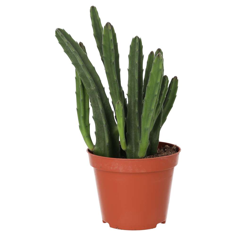 Bell Succulent (Stapelia leendertziae)