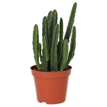 Bell Succulent (Stapelia leendertziae)