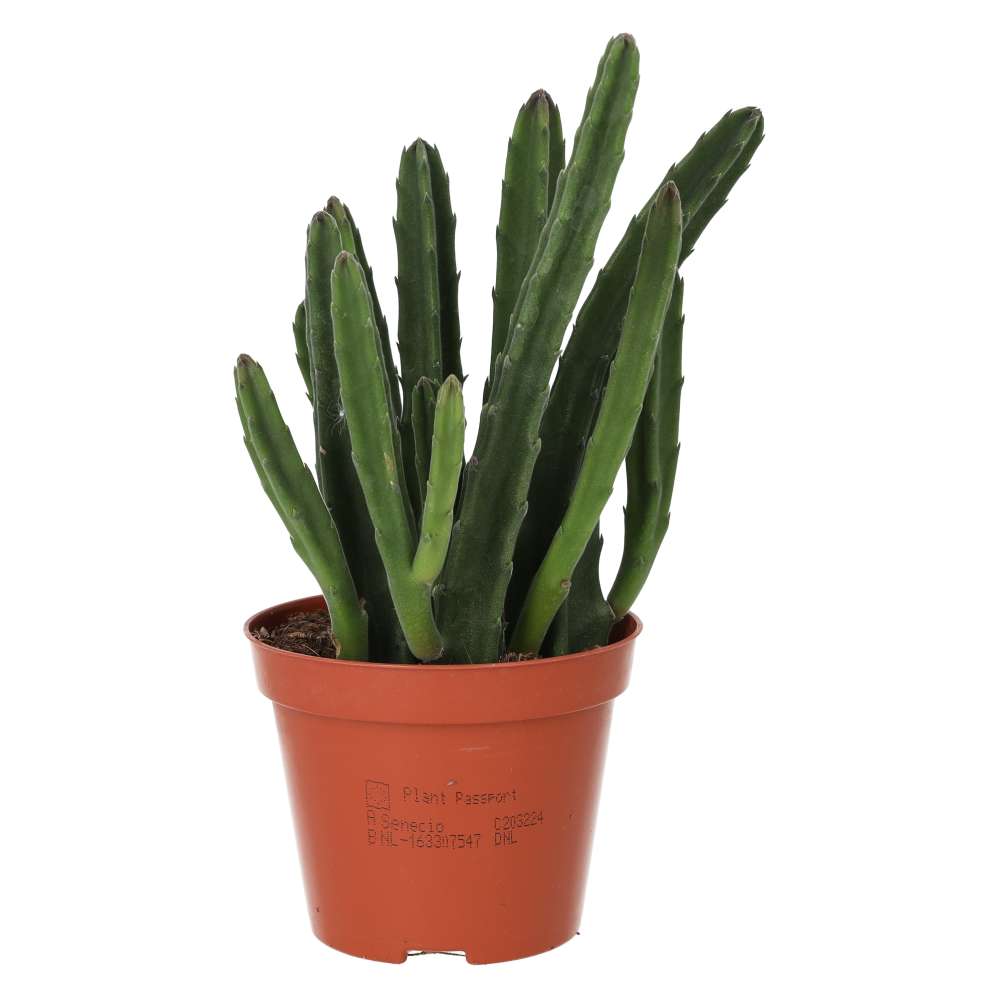 Bell Succulent (Stapelia leendertziae)
