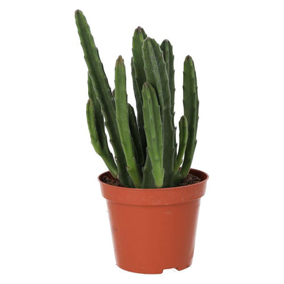 Bell Succulent (Stapelia leendertziae)
