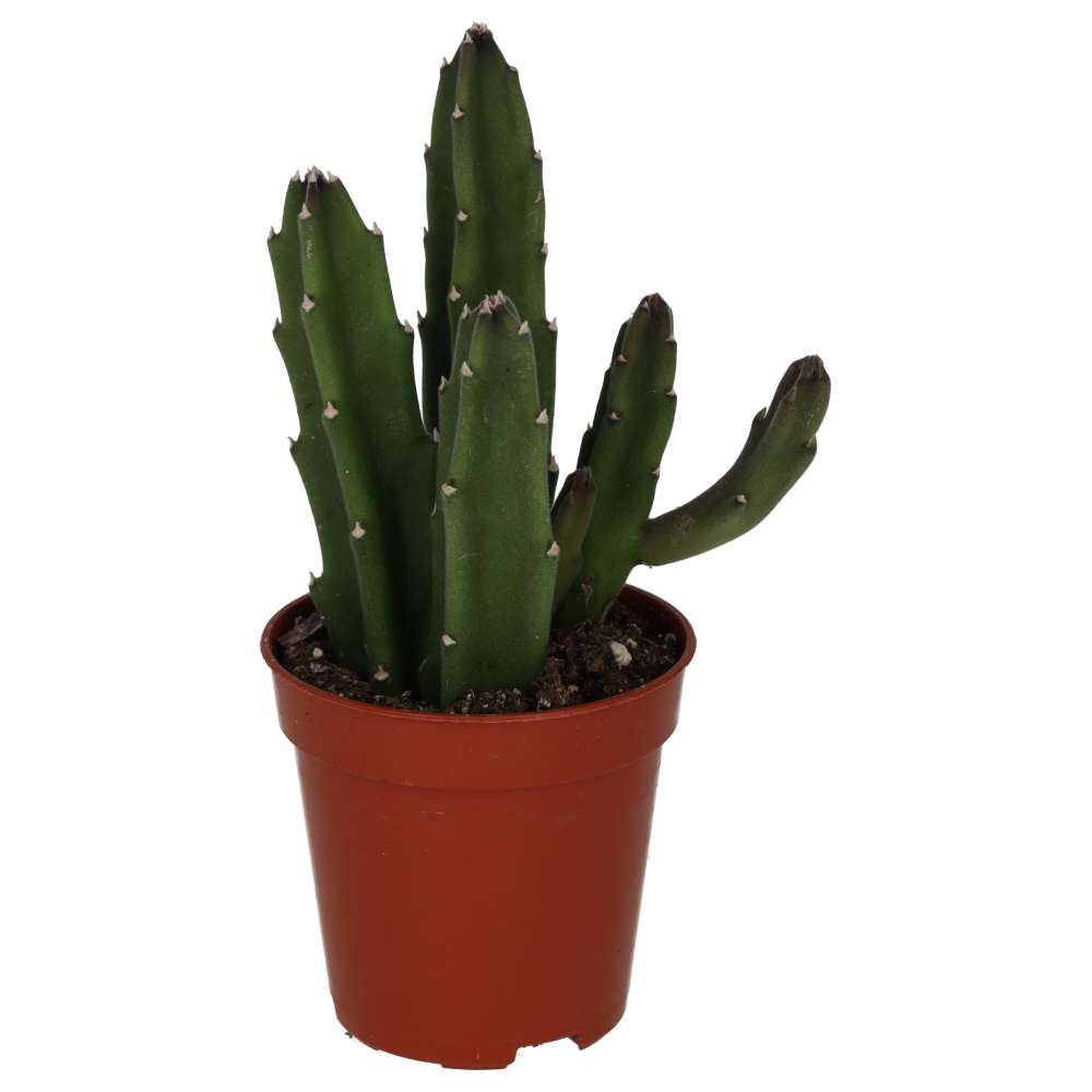 Bell Succulent (Stapelia leendertziae)
