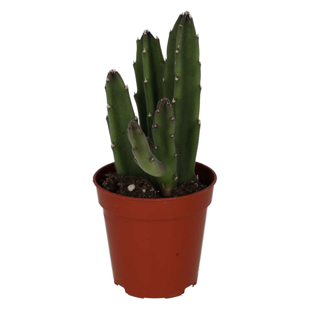 Bell Succulent (Stapelia leendertziae)