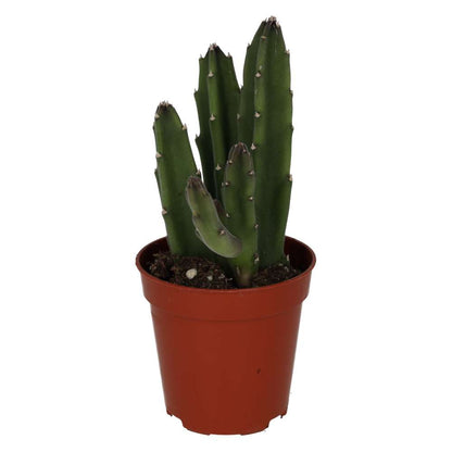 Bell Succulent (Stapelia leendertziae)