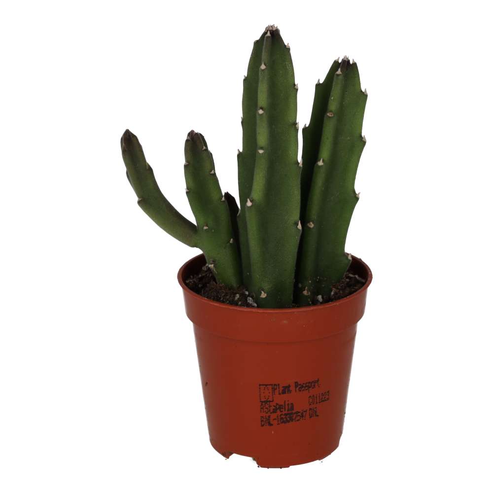 Bell Succulent (Stapelia leendertziae)