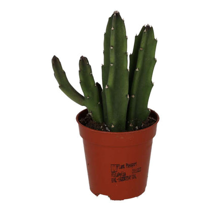 Bell Succulent (Stapelia leendertziae)