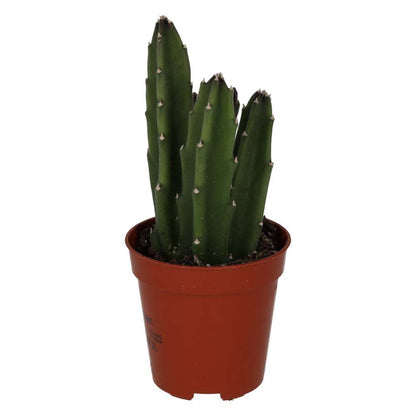 Bell Succulent (Stapelia leendertziae)