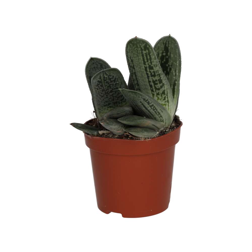 Gasteria 'Ox Tongue'
