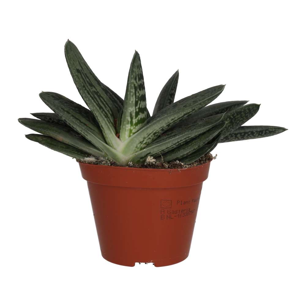 Gasteria 'Ox Tongue'