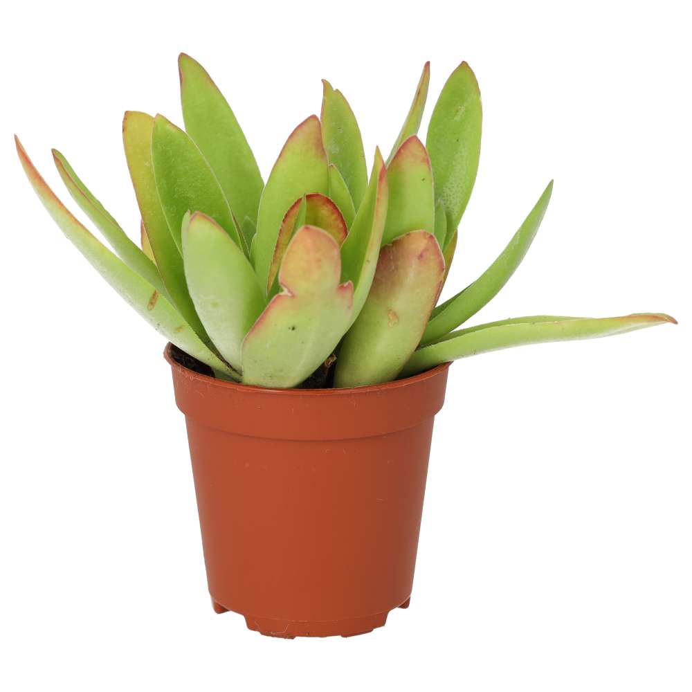 Jade Plant (Crassula sp.) 'Fire'