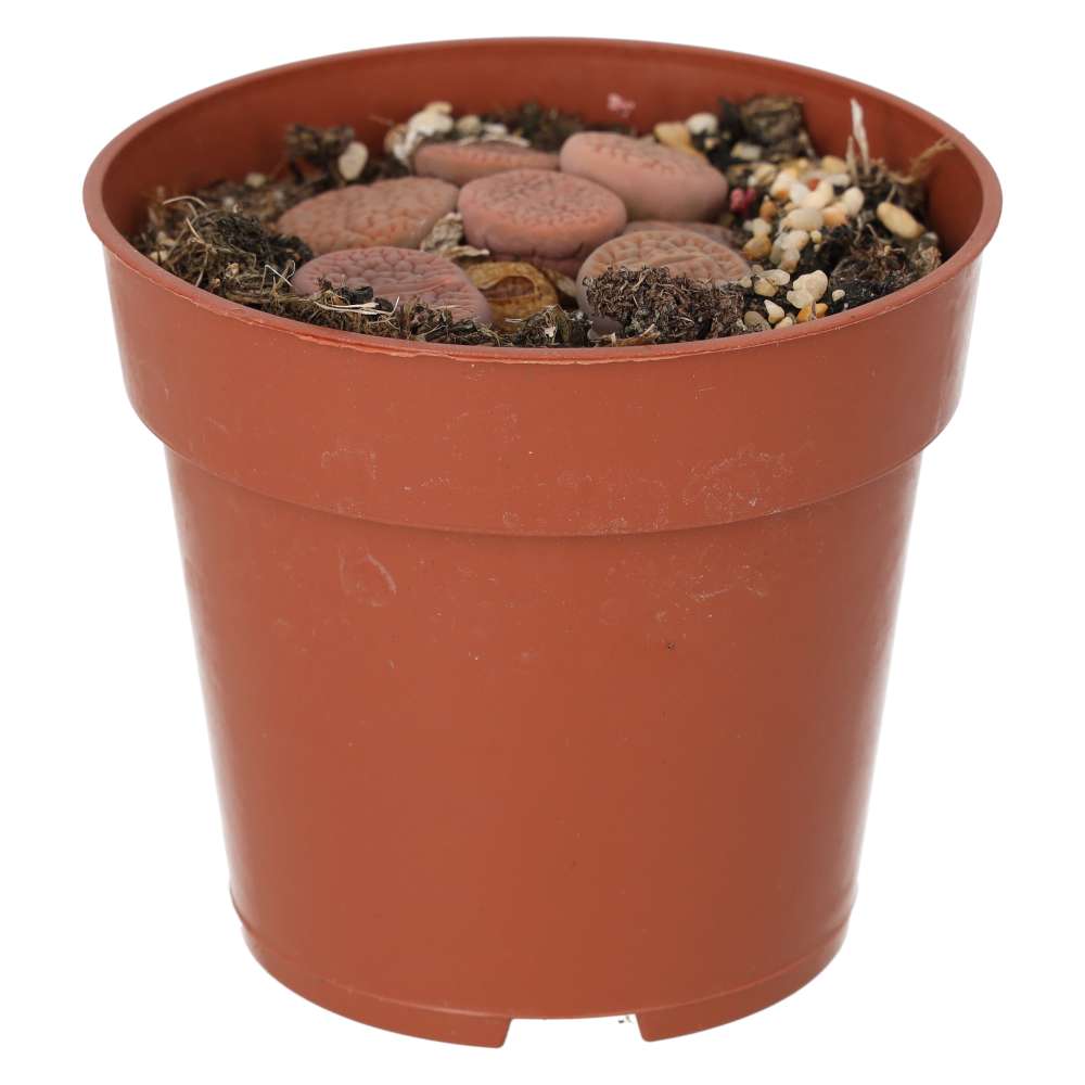 Living Stones (Lithops sp.)