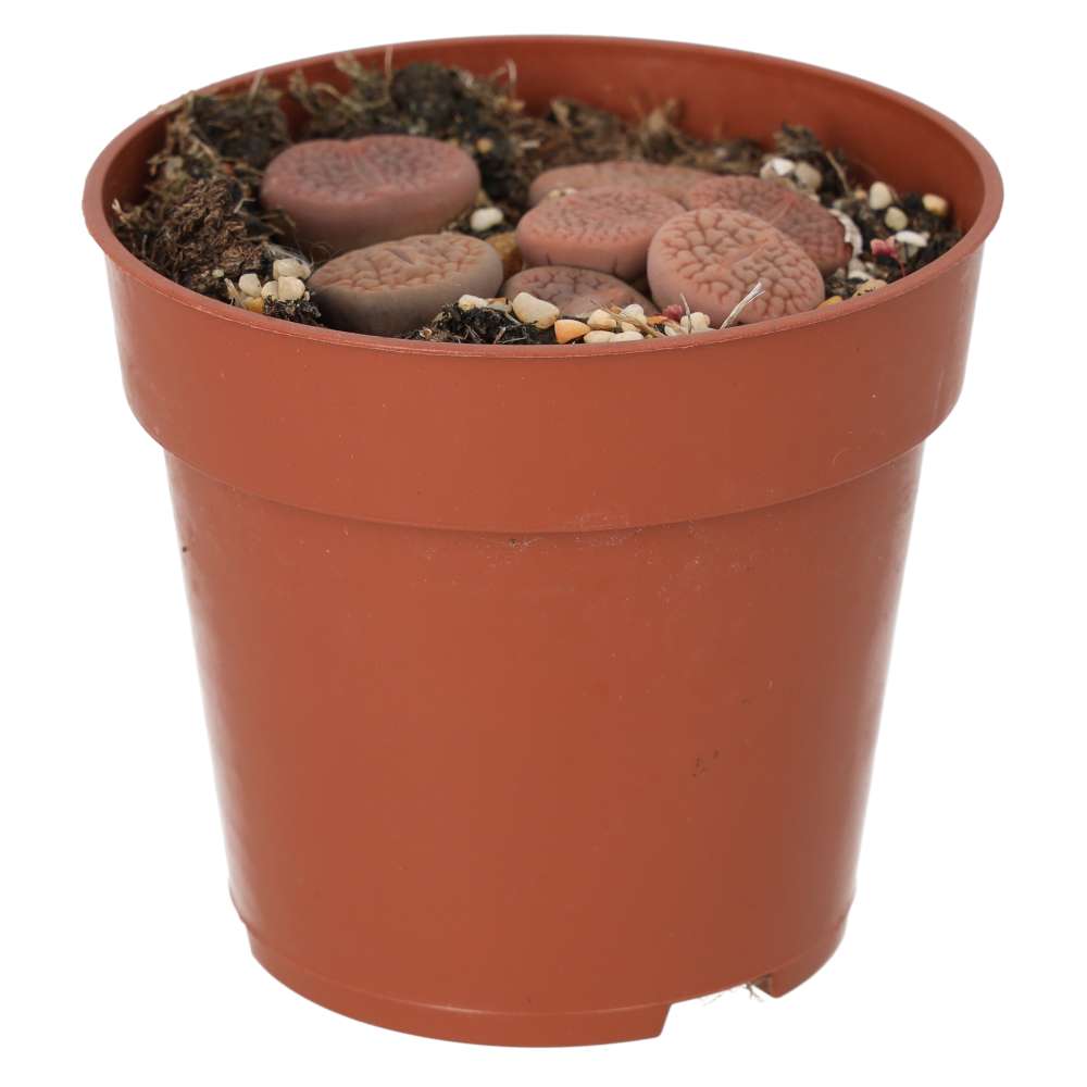 Living Stones (Lithops sp.)
