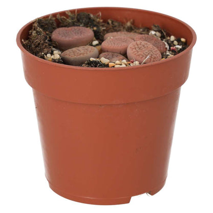 Living Stones (Lithops sp.)