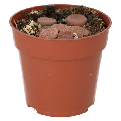 Living Stones (Lithops sp.)