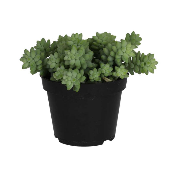 Burro's Tail Cactus (Sedum morganianum 'Burrito')
