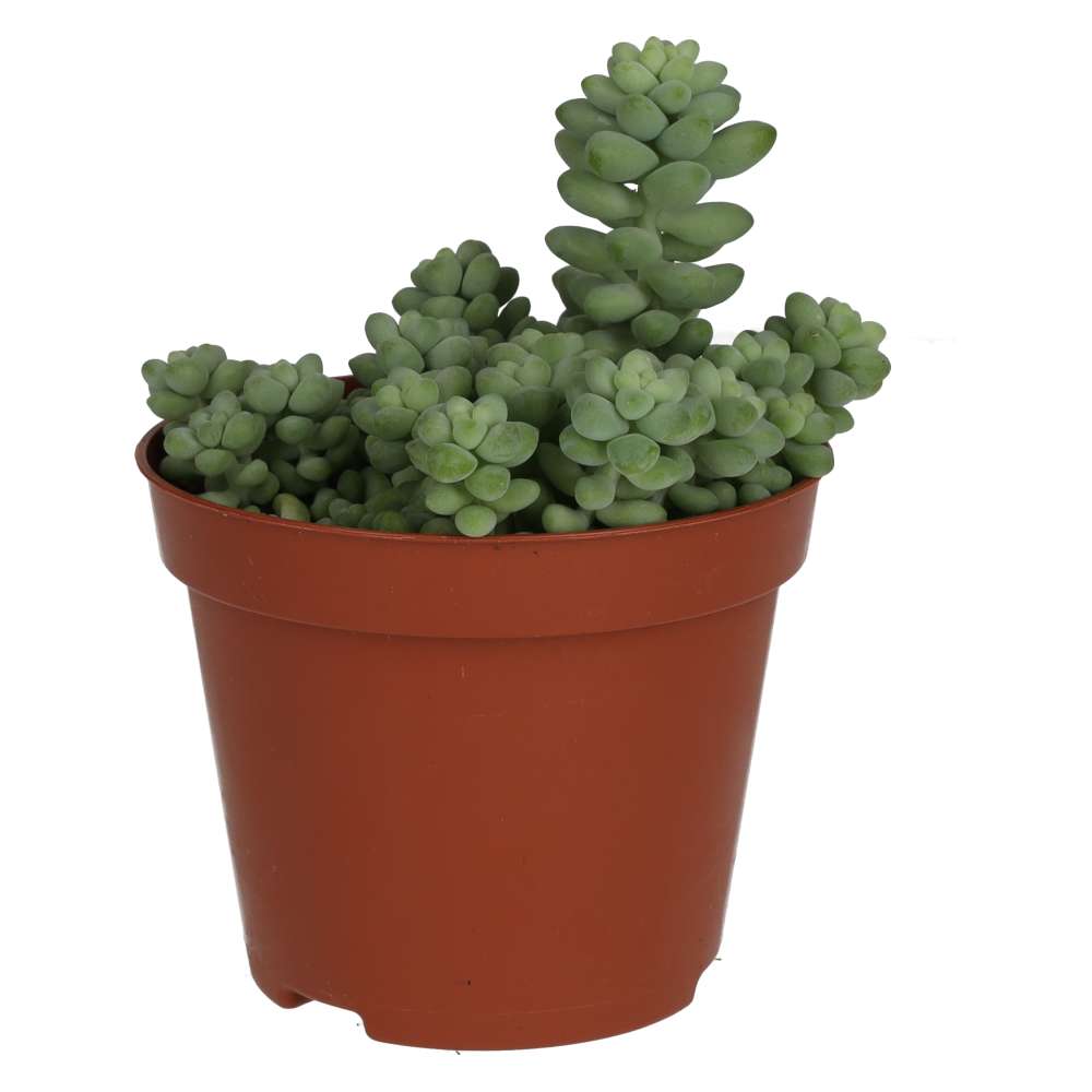 Burro's Tail Cactus (Sedum morganianum 'Burrito')
