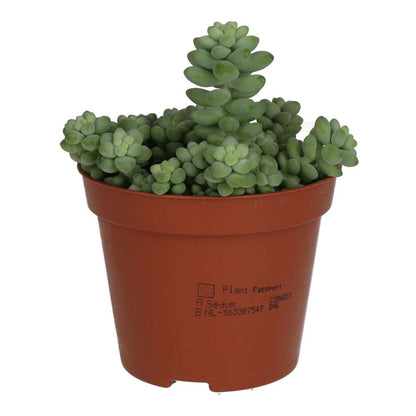 Burro's Tail Cactus (Sedum morganianum 'Burrito')