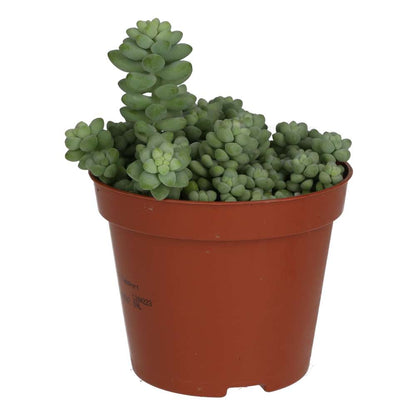 Burro's Tail Cactus (Sedum morganianum 'Burrito')