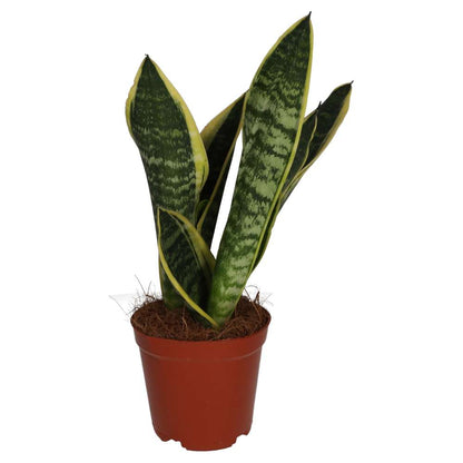 Mother-in-law's Tongue (Sansevieria trifasciata)