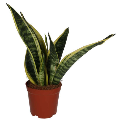 Mother-in-law's Tongue (Sansevieria trifasciata)